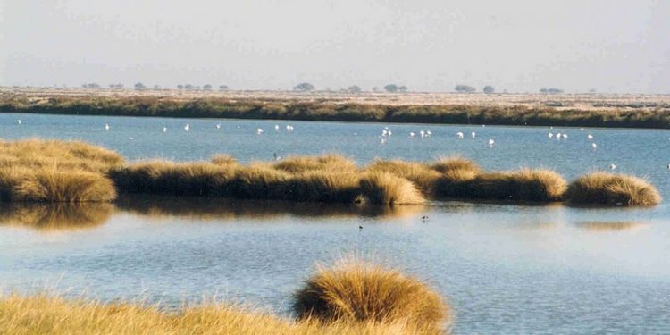 Protesta de WWF en Doñana contra el regadío ilegal 1 doñana huelva parque natural