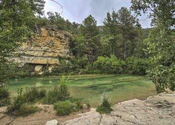 Liberación histórica de 16 buitres negros en el Parque Natural del Alto Tajo 4 Liberacion historica de 16 buitres negros en el Parque Natural del Alto Tajo