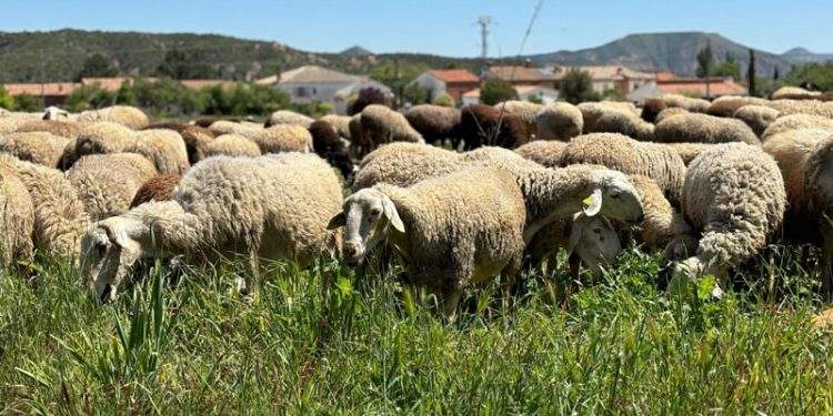 Las Agrupaciones de Defensa Sanitaria Ganaderas recibirán 1,4 millones de euros del Gobierno regional 1 Las Agrupaciones de Defensa Sanitaria Ganaderas recibirán 1,4 millones de euros del Gobierno regional